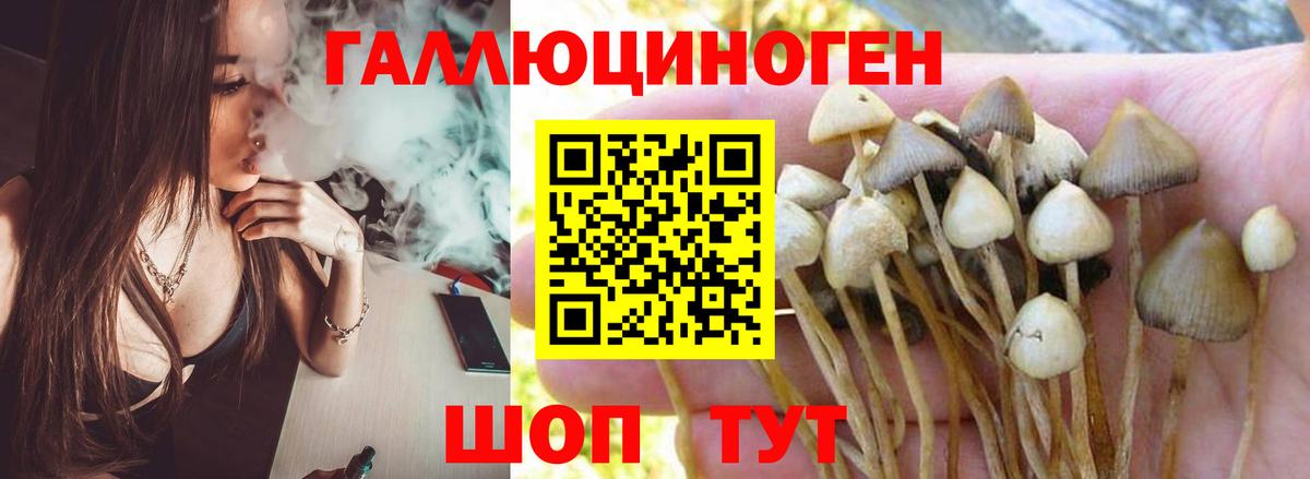 Избербаш  продажа наркотиков  Вход с VPN  Псилоцибиновые грибы Cubensis 